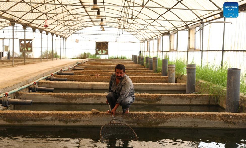 A fisherman checks the growth of fish at a research pond of a farm in Sharqia province, northeastern Egypt, on Sept. 1, 2021.Photo:Xinhua