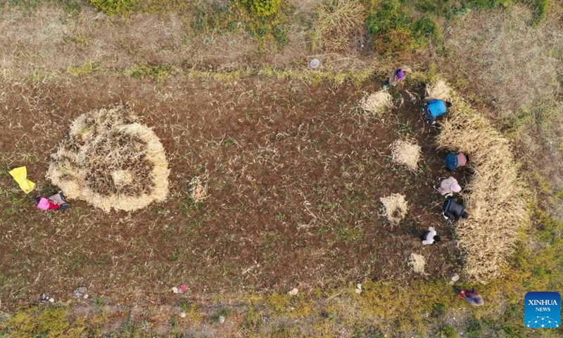 Aerial photo taken on Sept. 23, 2021 shows villagers harvesting highland barley at Ombu Township, Nyima County, Nagqu City of southwest China's Tibet Autonomous Region.Photo:Xinhua