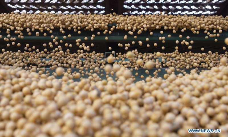 Newly procured soybeans are transferred to silos of China Grain Reserves Group in Harbin, northeast China's Heilongjiang Province, Nov. 8, 2019. A new round of food grain procurement in the autumn period is ongoing in Heilongjiang Province, China's top grain producer.Photo:Xinhua