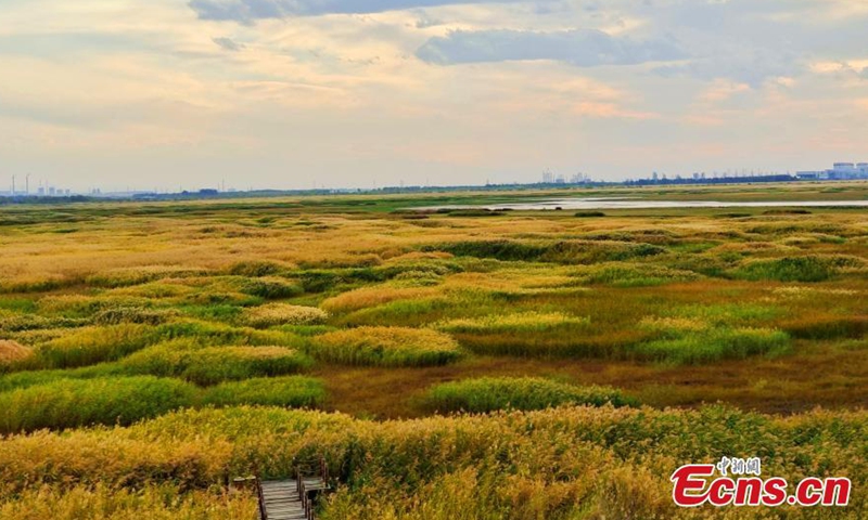 Covered with reeds and embellished with Tamarix ramosissima shrubs, the Manas national wetland park in northwest China's Xinjiang Uygur Autonomous Region is full of senses of autumn, Sept. 23, 2021.Photo:China News Service