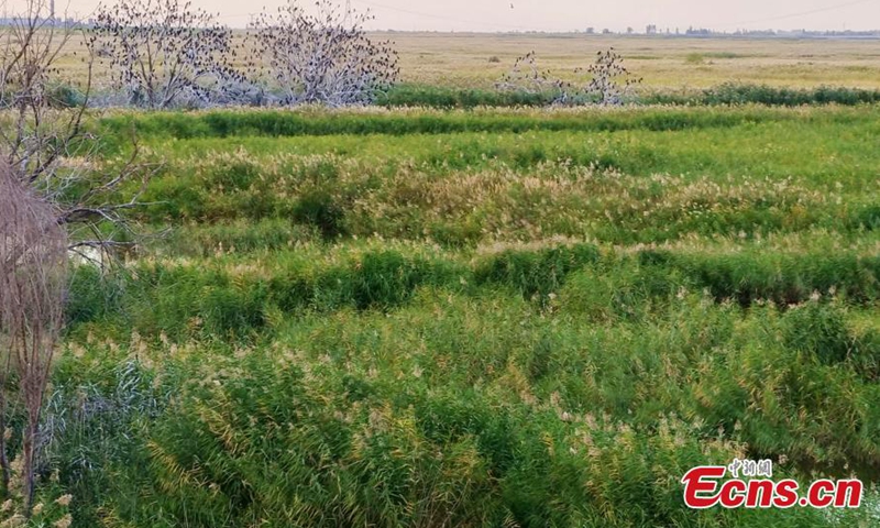 2021 年 9 月 23 日，中国西北新疆维吾尔自治区玛纳斯国家湿地公园长满芦苇，点缀柽柳灌木，充满秋意。图片：中国新闻社