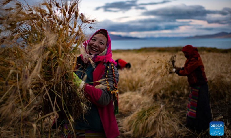 Villagers harvest highland barley at Ombu Township, Nyima County, Nagqu City of southwest China's Tibet Autonomous Region, Sept. 23, 2021.Photo:Xinhua