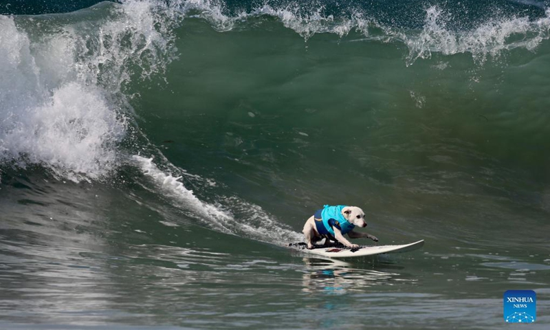 A dog surfs during the annual Surf City Surf Dog competition at Huntington Beach, Orange County, California, the United States, Sept. 25, 2021(Photo: Xinhua)
