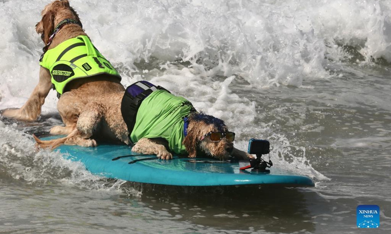 Dogs surf during the annual Surf City Surf Dog competition at Huntington Beach, Orange County, California, the United States, Sept. 25, 2021.(Photo: Xinhua)