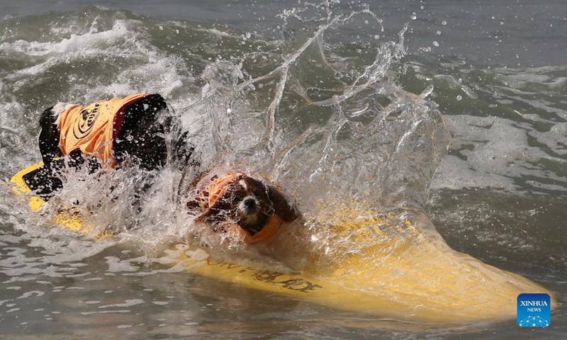 Dogs surf during the annual Surf City Surf Dog competition at Huntington Beach, Orange County, California, the United States, Sept. 25, 2021.(Photo: Xinhua)