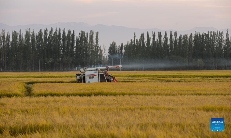 A harvester is seen in paddy fields in Kekedala City, northwest China's Xinjiang Uygur Autonomous Region, Sept. 26, 2021. (Photo: Xinhua)