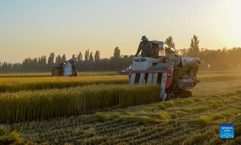 Members of the of the Xinjiang Production and Construction Corps operate harvesters in paddy fields in Kekedala City, northwest China's Xinjiang Uygur Autonomous Region, Sept. 26, 2021.(Photo: Xinhua)