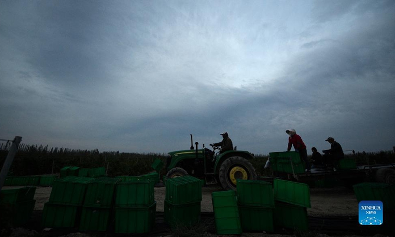 Workers take a tractor to another vineyard in Minning Township of Yongning County, northwest China's Ningxia Hui Autonomous Region, Sept. 24, 2021.Photo:Xinhua
