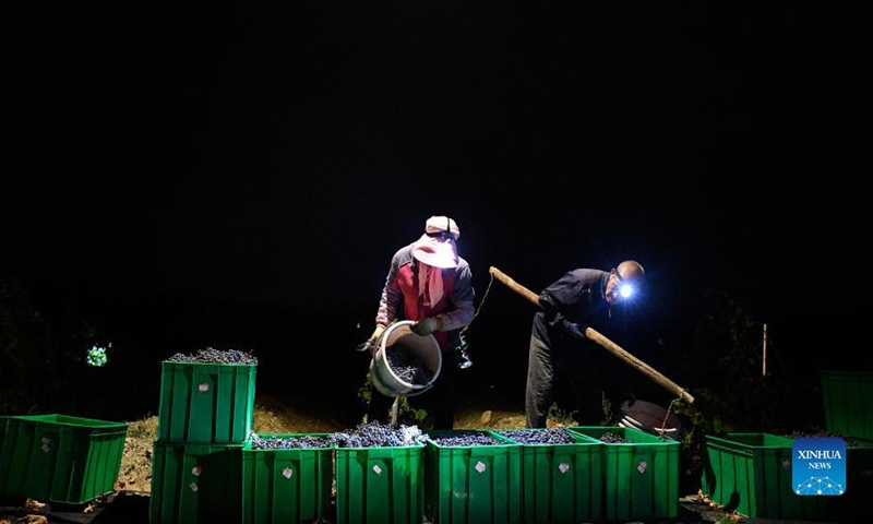 Workers pour newly-harvested grapes into boxes in Minning Township of Yongning County, northwest China's Ningxia Hui Autonomous Region, Sept. 24, 2021.Photo:Xinhua