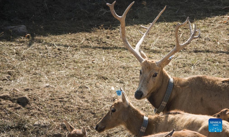Photo taken on Sep 29, 2021 shows elks waiting to be released at the Daqingshan Nature Reserve in Hohhot, north China's Inner Mongolia Autonomous Region. A total of 27 elks (or milu) were released to the Daqingshan Nature Reserve on Wednesday. Those elks will be monitored through tracking necklaces based on the Beidou Navigation Satellite System. Photo:Xinhua