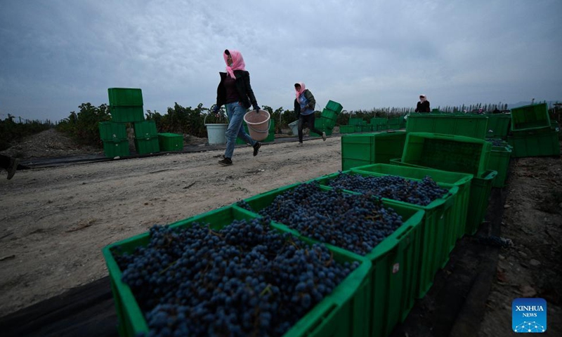 Workers walk to a vineyard in Minning Township of Yongning County, northwest China's Ningxia Hui Autonomous Region, Sept. 24, 2021.Photo:Xinhua