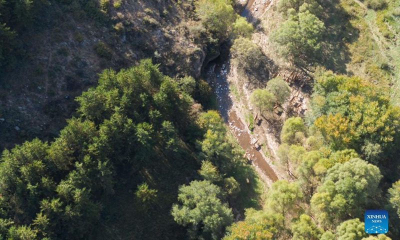 Aerial photo taken on Sep 29, 2021 shows a herd of elks running at the Daqingshan Nature Reserve in Hohhot, north China's Inner Mongolia Autonomous Region. A total of 27 elks (or milu) were released to the Daqingshan Nature Reserve on Wednesday. Those elks will be monitored through tracking necklaces based on the Beidou Navigation Satellite System. Photo:Xinhua