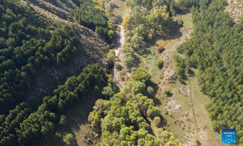Aerial photo taken on Sep 29, 2021 shows a herd of elks running at the Daqingshan Nature Reserve in Hohhot, north China's Inner Mongolia Autonomous Region. A total of 27 elks (or milu) were released to the Daqingshan Nature Reserve on Wednesday. Those elks will be monitored through tracking necklaces based on the Beidou Navigation Satellite System. Photo:Xinhua