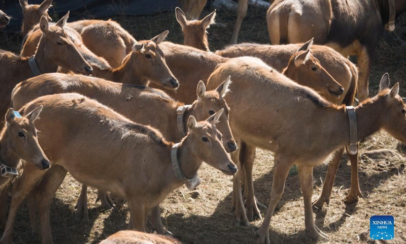 Photo taken on Sep 29, 2021 shows a herd of elks waiting to be released at the Daqingshan Nature Reserve in Hohhot, north China's Inner Mongolia Autonomous Region. A total of 27 elks (or milu) were released to the Daqingshan Nature Reserve on Wednesday. Those elks will be monitored through tracking necklaces based on the Beidou Navigation Satellite System. Photo:Xinhua