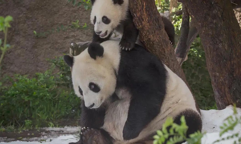 Giant Pandas Bai Yun and Xiao Liwu