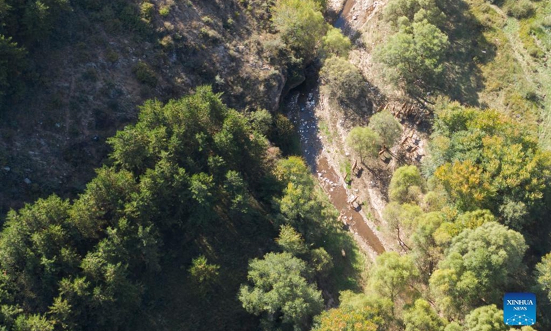 Aerial photo taken on Sep 29, 2021 shows a herd of released elks running at the Daqingshan Nature Reserve in Hohhot, north China's Inner Mongolia Autonomous Region. A total of 27 elks (or milu) were released to the Daqingshan Nature Reserve on Wednesday. Those elks will be monitored through tracking necklaces based on the Beidou Navigation Satellite System.Photo:Xinhua