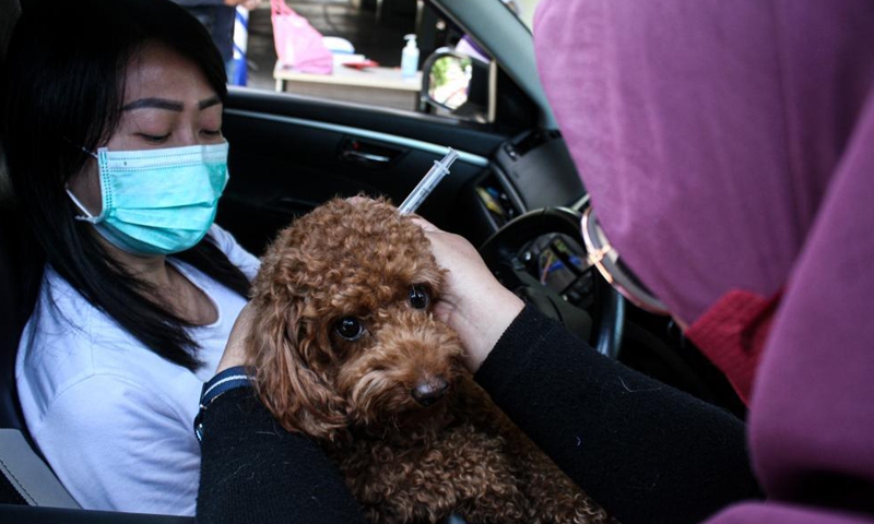 A veterinarian gives a dog a dose of rabies vaccine on World Rabies Day at a drive-through vaccination site in Surabaya, East Java, Indonesia, Sept. 28, 2021. Photo:Xinhua