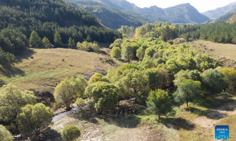 Aerial photo taken on Sep 29, 2021 shows a herd of released elks running at the Daqingshan Nature Reserve in Hohhot, north China's Inner Mongolia Autonomous Region. A total of 27 elks (or milu) were released to the Daqingshan Nature Reserve on Wednesday. Those elks will be monitored through tracking necklaces based on the Beidou Navigation Satellite System.Photo:Xinhua