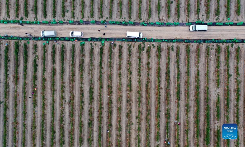 In this aerial photo, vehicles loaded with grapes head for a winery in Minning Township of Yongning County, northwest China's Ningxia Hui Autonomous Region, Sept. 24, 2021.Photo:Xinhua