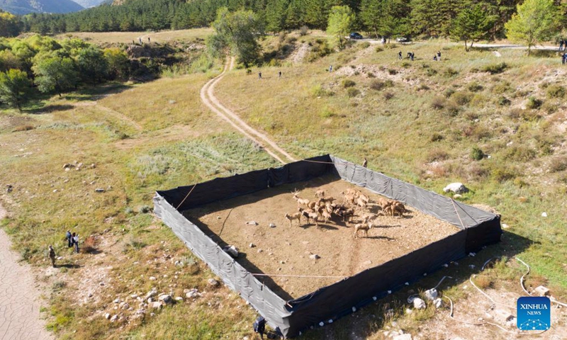 Aerial photo taken on Sep 29, 2021 shows a herd of elks waiting to be released at the Daqingshan Nature Reserve in Hohhot, north China's Inner Mongolia Autonomous Region. A total of 27 elks (or milu) were released to the Daqingshan Nature Reserve on Wednesday. Those elks will be monitored through tracking necklaces based on the Beidou Navigation Satellite System. Photo:Xinhua