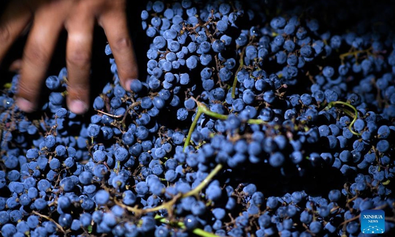 A worker selects newly-harvested grapes in Minning Township of Yongning County, northwest China's Ningxia Hui Autonomous Region, Sept. 24, 2021.Photo:Xinhua