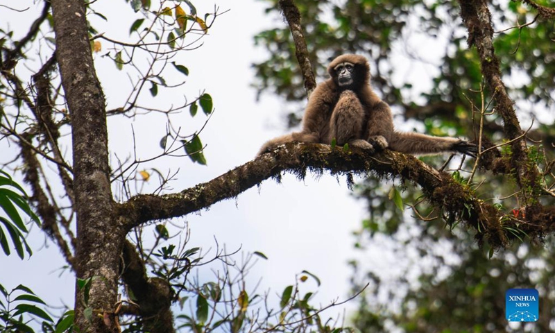 A skywalker gibbon is seen at the Gaoligong Mountain, Baoshan City, southwest China's Yunnan Province, Sept. 28, 2021. Skywalker gibbon, a typical arboreal animal, is one of the national key protected wild animals, mainly found in Gaoligong Mountain.Photo:Xinhua