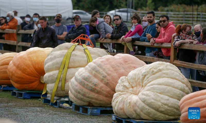 Giant Pumpkin Weigh In Event in Langley, Canada - Global Times