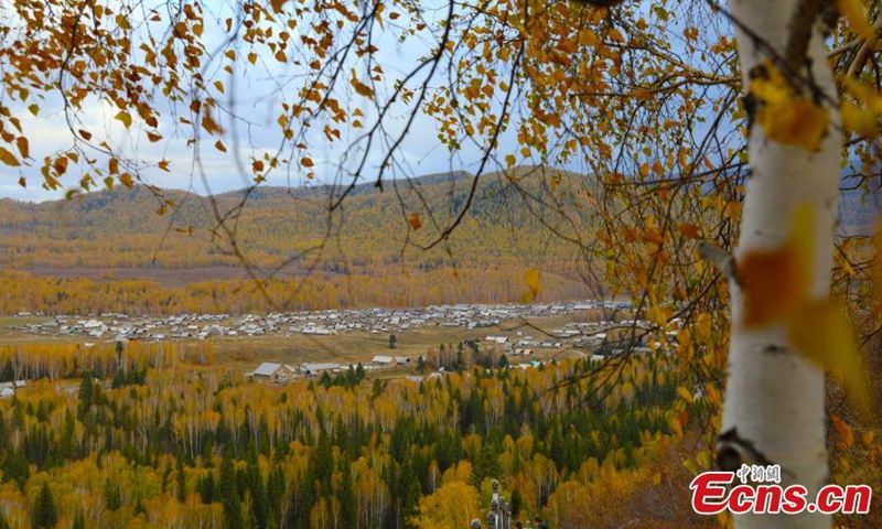 Photo taken on Oct 7, 2021 shows white birches and pine trees decorate Burqin County in Xinjiang Autonomous region, like a natural oil painting on the land. The county has welcomed the most beautiful season of the year.Photo:China News Service