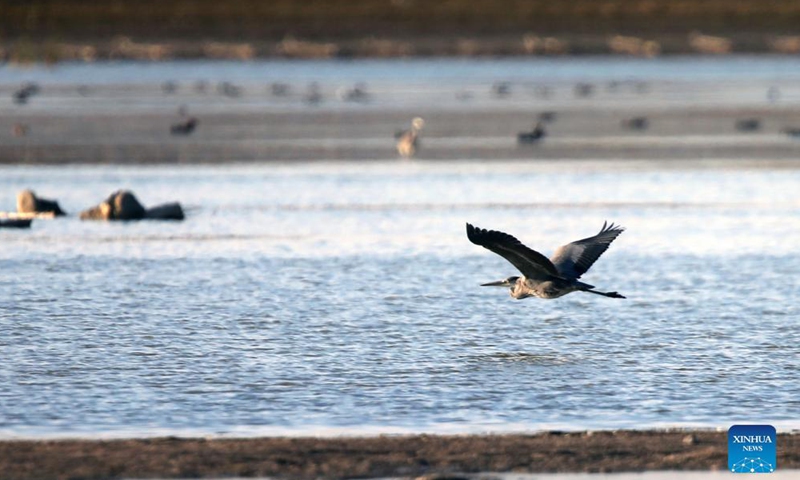 A grey heron is seen over Camlidere dam lake in Ankara, Turkey, Oct. 6, 2021.Photo:Xinhua