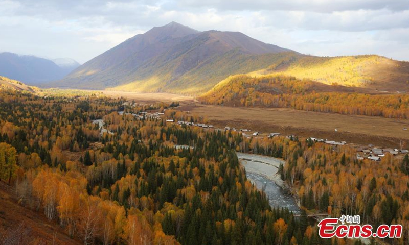 Photo taken on Oct 7, 2021 shows white birches and pine trees decorate Burqin County in Xinjiang Autonomous region, like a natural oil painting on the land. The county has welcomed the most beautiful season of the year.Photo:China News Service