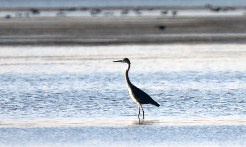 A grey heron is seen in Camlidere dam lake in Ankara, Turkey, Oct. 6, 2021.Photo:Xinhua