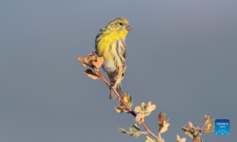 A bird is seen near Camlidere dam lake in Ankara, Turkey, Oct. 6, 2021.Photo:Xinhua