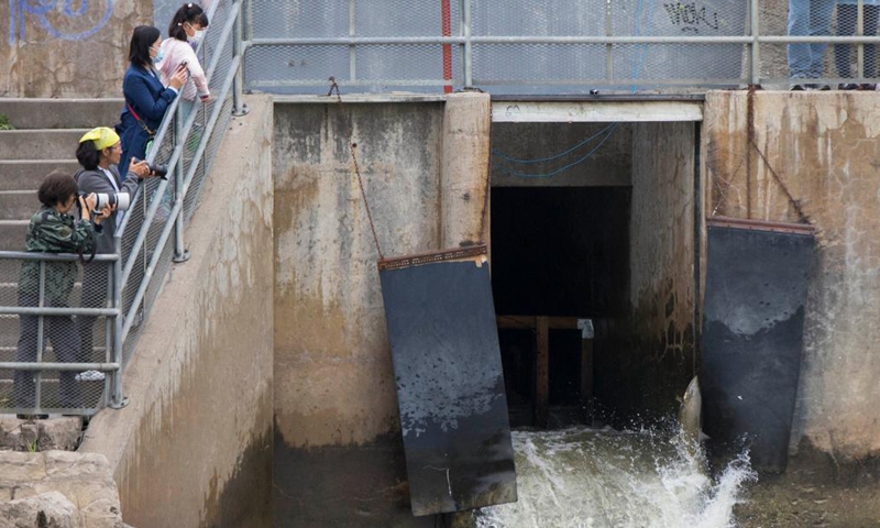 People watch a rainbow trout jumping a fish ladder in Port Hope to migrate to the spawning grounds in the Ganaraska River, Ontario, Canada, on Oct. 6, 2021.Photo:Xinhua