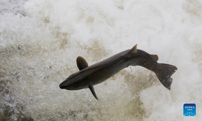 A rainbow trout jumps a fish ladder in Port Hope to migrate to the spawning grounds in the Ganaraska River, Ontario, Canada, on Oct. 6, 2021.Photo:Xinhua