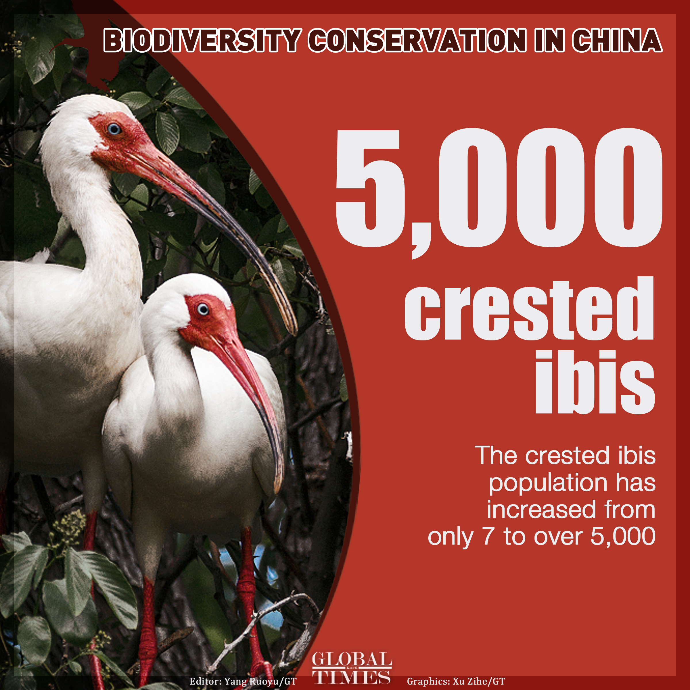China’s biodiversity conservation efforts Editor: Yang Ruoyu/GT Graphic: Xu Zihe/GT