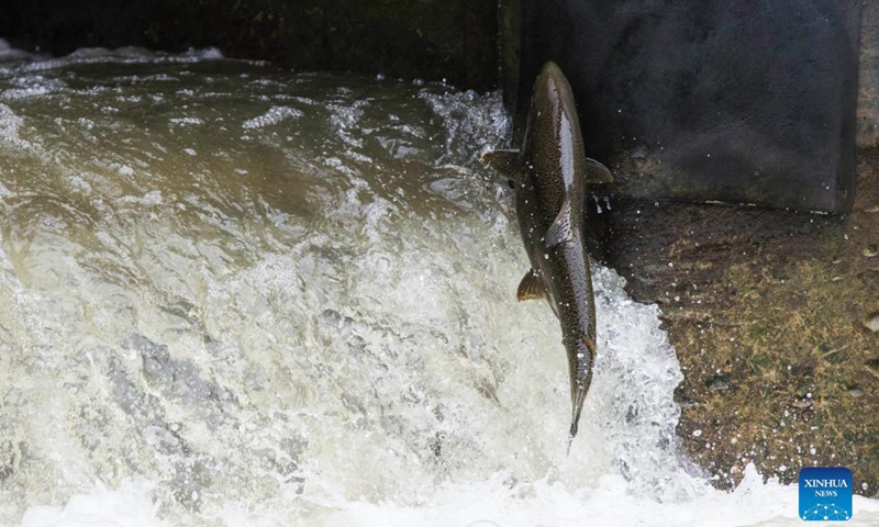 A rainbow trout jumps a fish ladder in Port Hope to migrate to the spawning grounds in the Ganaraska River, Ontario, Canada, on Oct. 6, 2021.Photo:Xinhua
