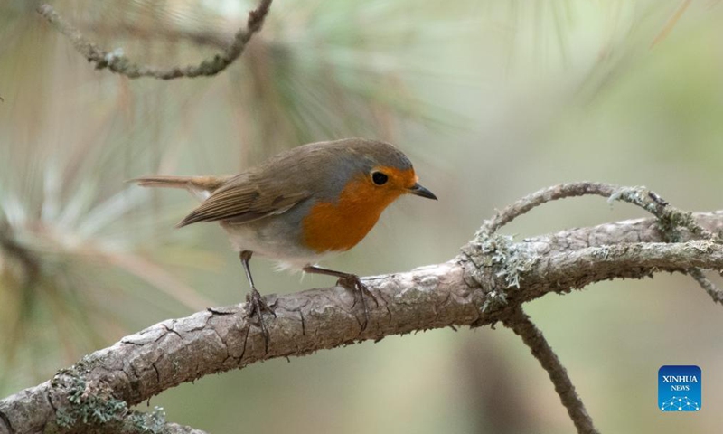 A bird is seen near Camlidere dam lake in Ankara, Turkey, Oct. 6, 2021.Photo:Xinhua