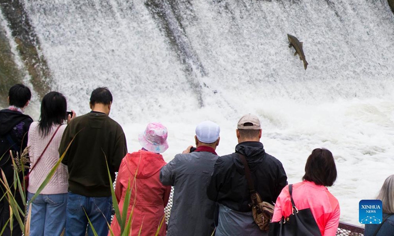People watch a rainbow trout jumping a fish ladder in Port Hope to migrate to the spawning grounds in the Ganaraska River, Ontario, Canada, on Oct. 6, 2021.Photo:Xinhua