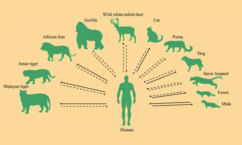 Species that have been reported to be infected by SARS-CoV-2 in nature (photo: China CDC Weekly)