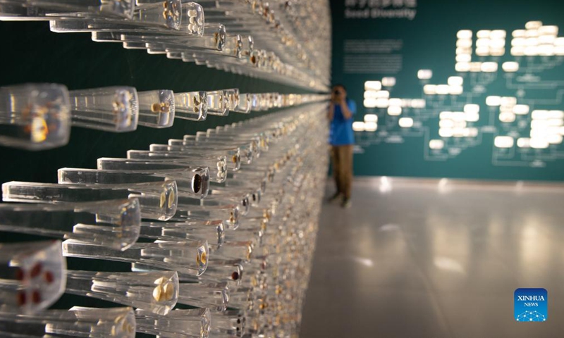 Photo taken on Oct. 10, 2021 shows a wall showcasing seed diversity during an exhibition held by the Chinese Academy of Sciences (CAS) in Kunming, southwest China's Yunnan Province. Ahead of the 15th meeting of the Conference of the Parties to the UN Convention on Biological Diversity (COP15) in Kunming, CAS held an event on its biodiversity preservation and study, as well as achievements on biodiversity research. (Xinhua/Jin Liwang)