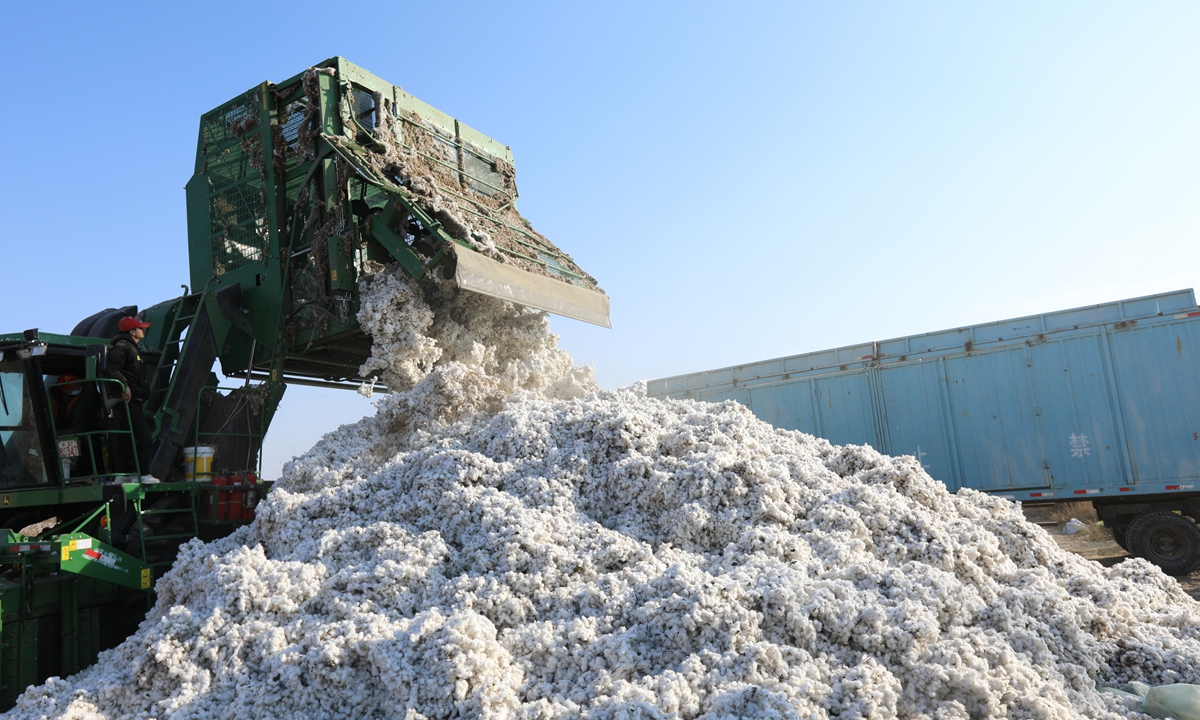 A machinery pours newly-picked cotton in Shuanghe city of the 5th Division of Xinjiang Production and Construction Corps in Bortala Mongolian autonomous prefecture of northern Xinjiang on Saturday .Photo: IC