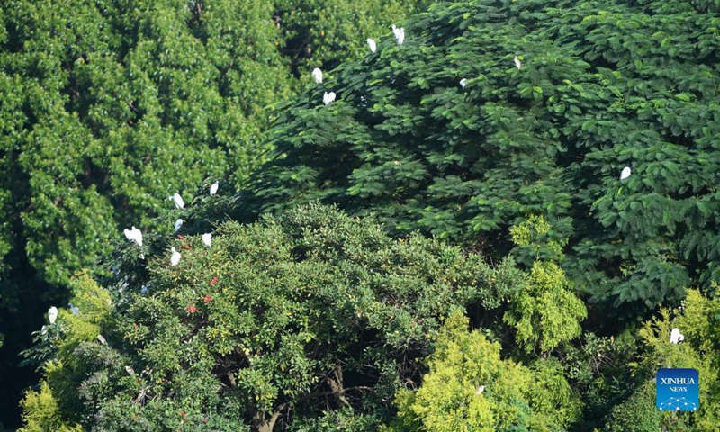 Birds rest on tree canopies by the Nanhu Lake in Nanning, capital of south China's Guangxi Zhuang Autonomous Region, Oct. 12, 2021. (Xinhua/Lu Boan)