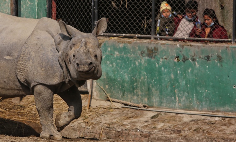Visitors watch a rhino at the Central Zoo in Lalitpur, Nepal, Dec. 10, 2020.(Photo: Xinhua)