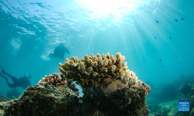 Photo taken on Sept. 28, 2021 shows corals on the seabed in the waters of Fenjiezhou Island of Hainan Province, south China. (Xinhua/Yang Guanyu)