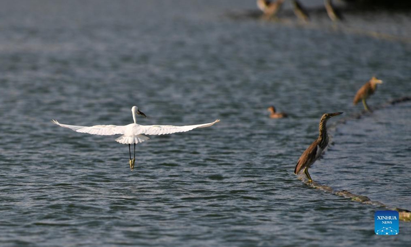 Birds are seen over the Nanhu Lake in Nanning, capital of south China's Guangxi Zhuang Autonomous Region, Oct. 11, 2021. (Xinhua/Lu Boan)