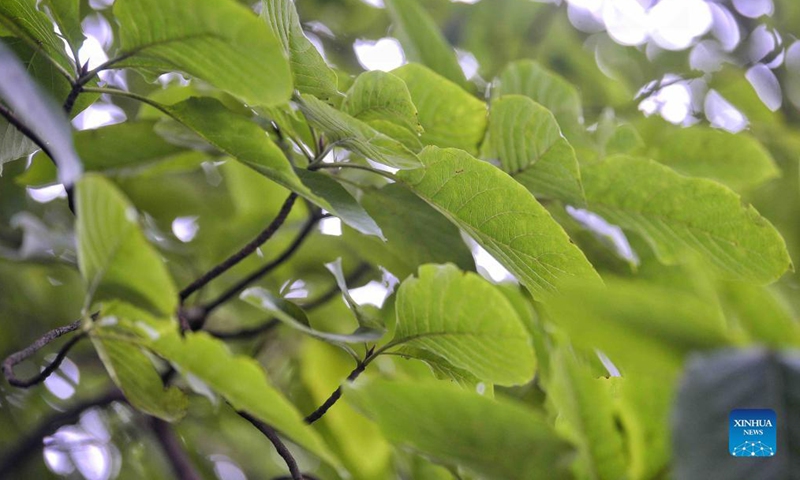 Photo taken on Oct. 8, 2021 shows branches of an emmenopterys henryi tree in the Longquanshan city forest park in Chengdu, southwest China's Sichuan Province. A total of 35 emmenopterys henryi trees have been found in the city forest park. The plant is under China's second-class protection. (Xinhua/Liu Kun)