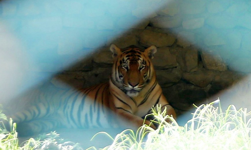 A Royal Bengal Tiger rests at the Central Zoo of Jawalakhel in Kathmandu, Nepal, July 29, 2018, the International Tiger Day. (Photo: Xinhua)
