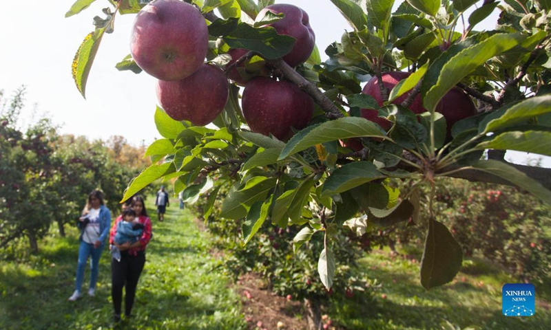 People take part in an apple harvest activity during Canada's Thanksgiving Day at an orchard in Brampton, Ontario, Canada, on Oct. 11, 2021. Canada's Thanksgiving Day is marked on the second Monday in October every year. (Photo by Zou Zheng/Xinhua)