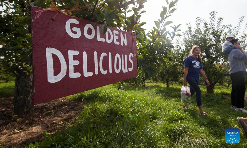 People take part in an apple harvest activity during Canada's Thanksgiving Day at an orchard in Brampton, Ontario, Canada, on Oct. 11, 2021. Canada's Thanksgiving Day is marked on the second Monday in October every year. (Photo by Zou Zheng/Xinhua)