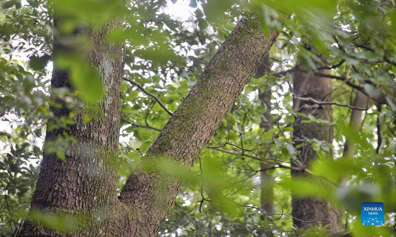 Photo taken on Oct. 8, 2021 shows an emmenopterys henryi tree in the Longquanshan city forest park in Chengdu, southwest China's Sichuan Province. A total of 35 emmenopterys henryi trees have been found in the city forest park. The plant is under China's second-class protection. (Xinhua/Liu Kun)